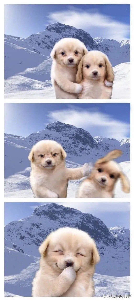 笑得丧心病狂的表情包狗狗,沙雕又可爱的狗狗表情包