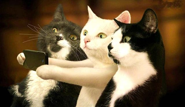 猫咪记仇了怎么化解,我家猫咪超级会掉毛怎么办