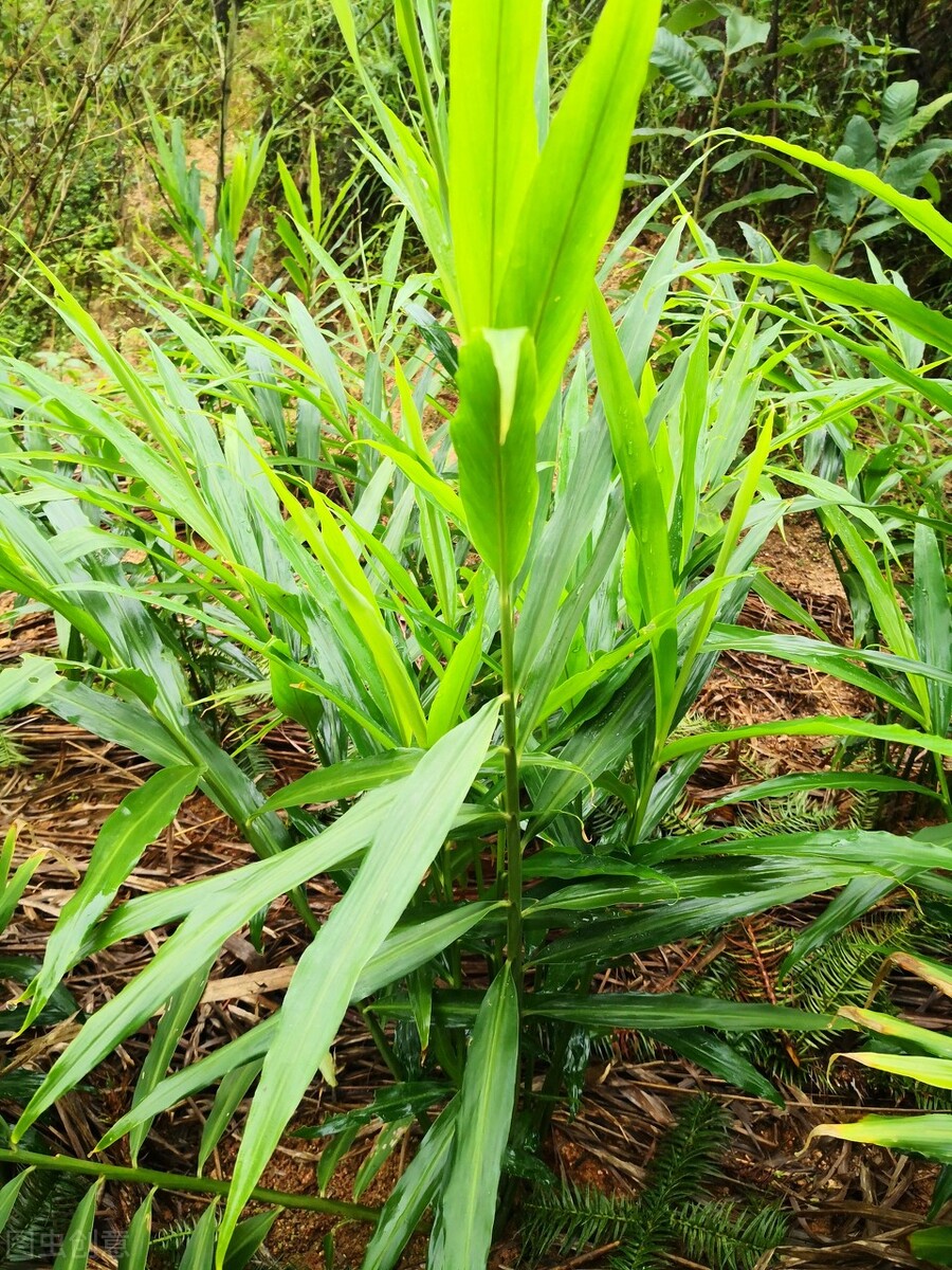 生姜的种植方法具体步骤,生姜种植方法姜芽向下还是向上