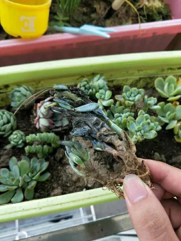 多肉根腐黑没有多菌灵怎么救,养多肉很容易死