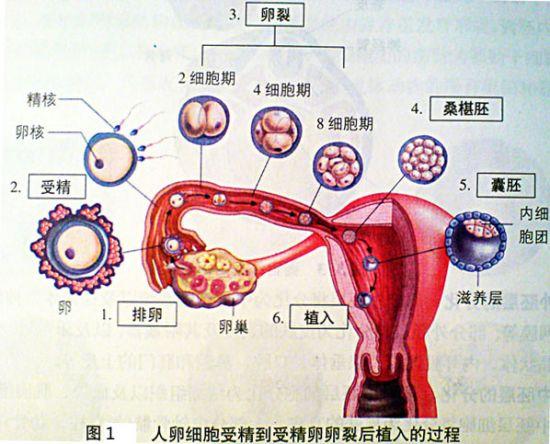 什么决定胎儿性别,药物能决定胎儿的性别吗