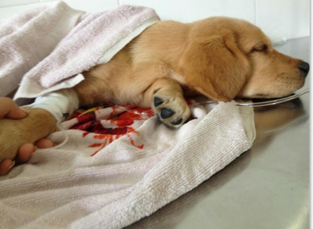 宠物输液液体不滴怎么处理,宠物输液防针掉怎么绑