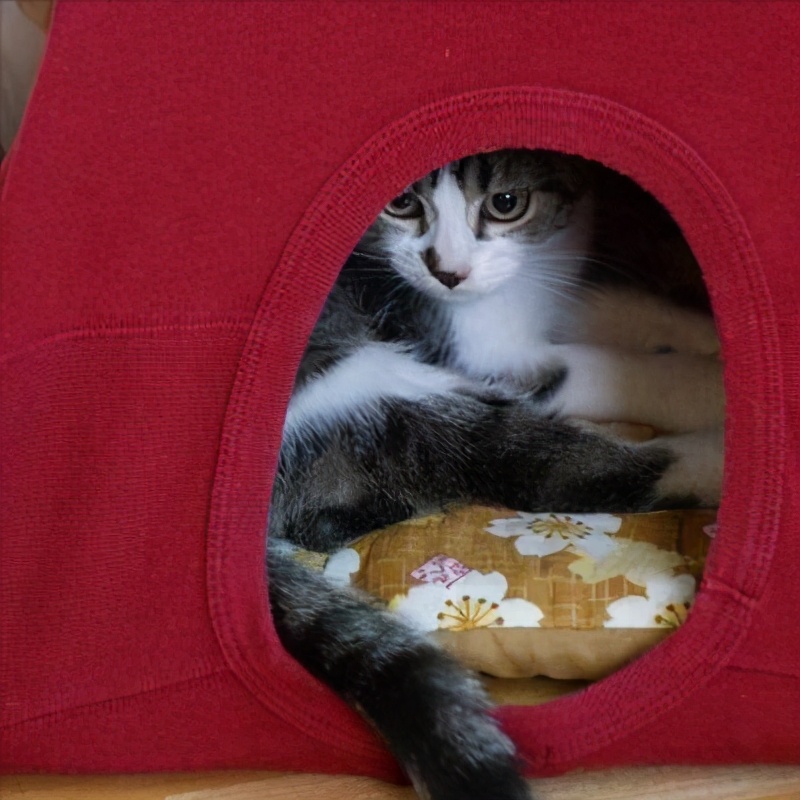 买的窝猫咪不睡怎么办,猫咪死后猫窝怎么办