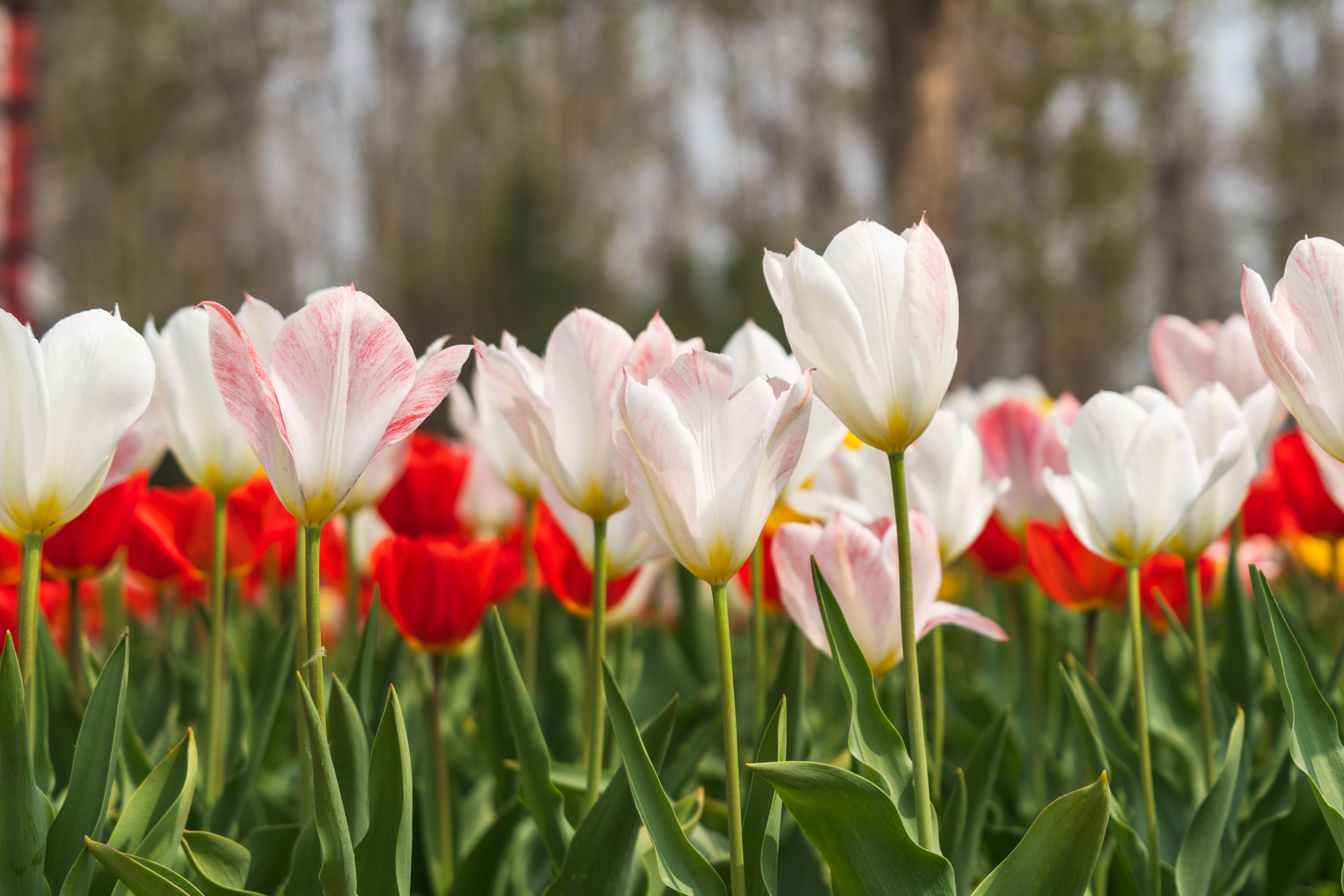 国际鲜花港郁金香,看郁金香北京国际鲜花港