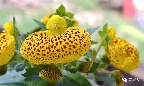 健康=长寿?保健专家却说……