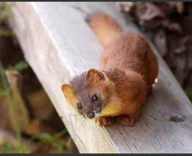 为什么黄鼠狼会给鸡拜年,黄鼠狼给鸡拜年没安好心的英文