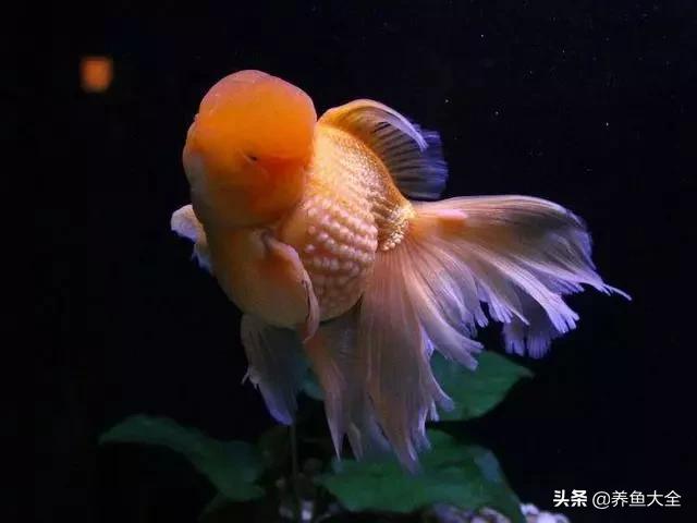 治疗鱼病最好的方法,鱼病的治疗心得