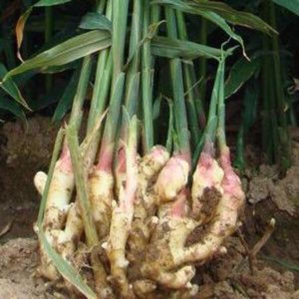 大姜种植技术与管理生长周期,大姜种植时间及管理技术