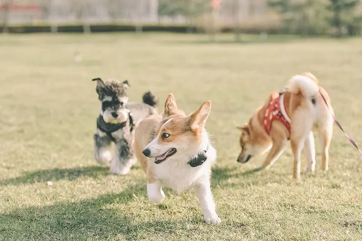 顺义适合露营的郊野公园,你自己知道就行