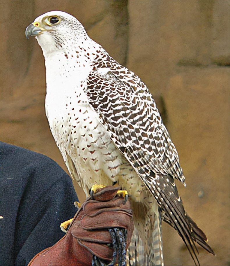 东江揽胜:收集常见鸟类图谱之猛禽篇,摄鸟人自留地,建议收藏