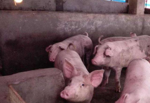 猪霉菌毒素中毒的偏方,小猪霉菌毒素中毒怎么办