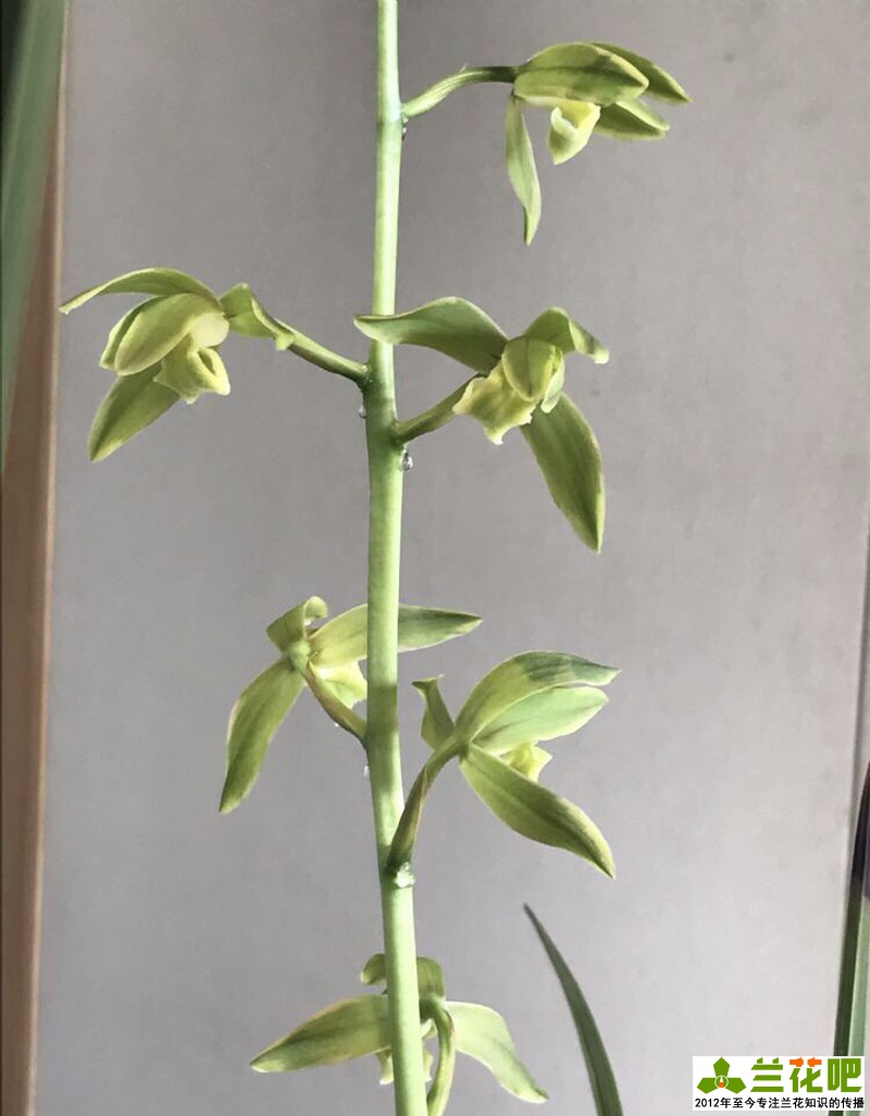 兰花为什么那么高价,高价兰花50种