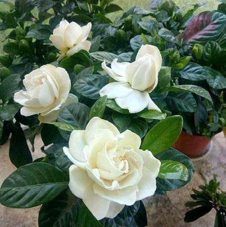 栀子花黄叶的原因及处理方法图片,栀子花有黄叶就应该把黄叶摘掉吗