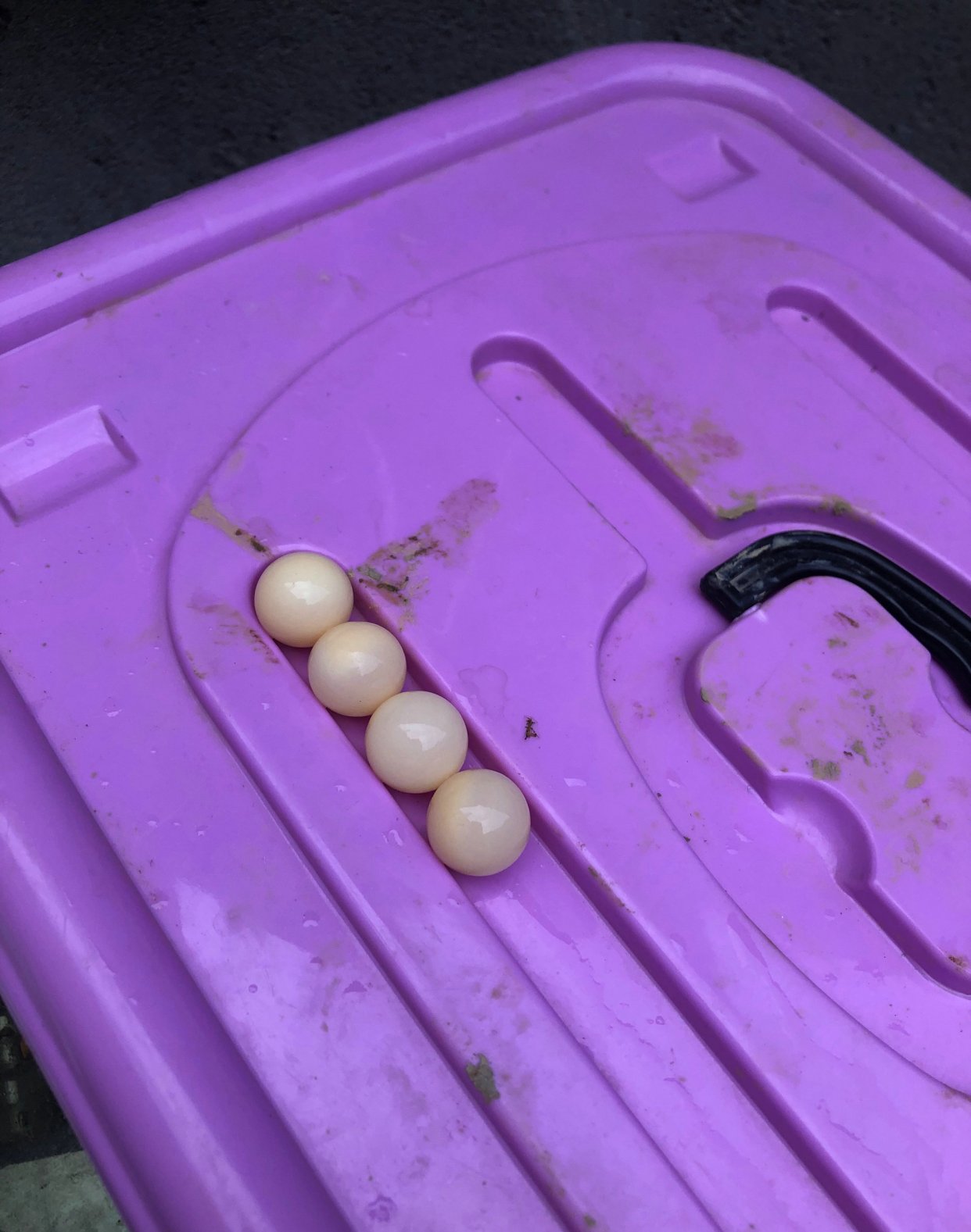 野生甲鱼养了快一年突然下蛋,男子钓到两条鱼回家饲养