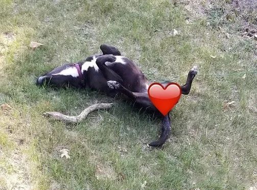 我家狗子被日托所开除了，哈哈哈哈哈笑喷了