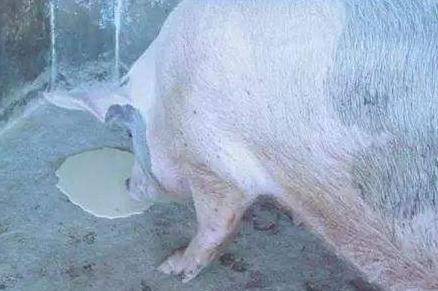 三天仔猪呕吐是什么原因,仔猪接种伪狂犬疫苗呕吐怎么回事