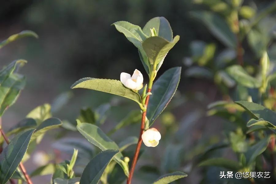 期待兰花香,再谈鸠坑群体种老茶园
