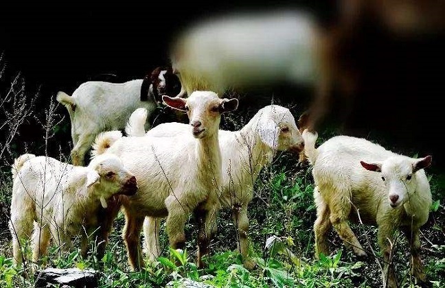 羊吃毒草死亡，主人将草地主人告上法庭，法院会怎么判决？