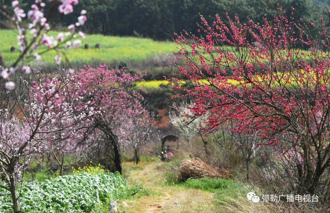 三月弥勒什么地方可以赏花,弥勒3月赏花攻略