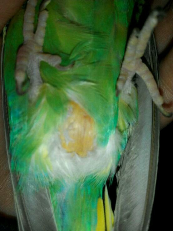 鹦鹉脂肪瘤和卡蛋区别,鸟类尾脂腺的作用