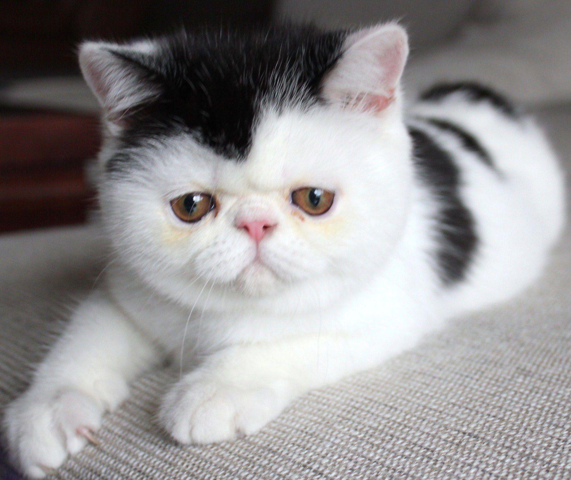 猫咪被打眼睛睁不开有分泌物,猫咪眼睛分泌物多是怎么回事