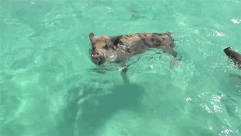 美国渔民发现一条巨型鲨鱼,世界上最濒危的鲨鱼