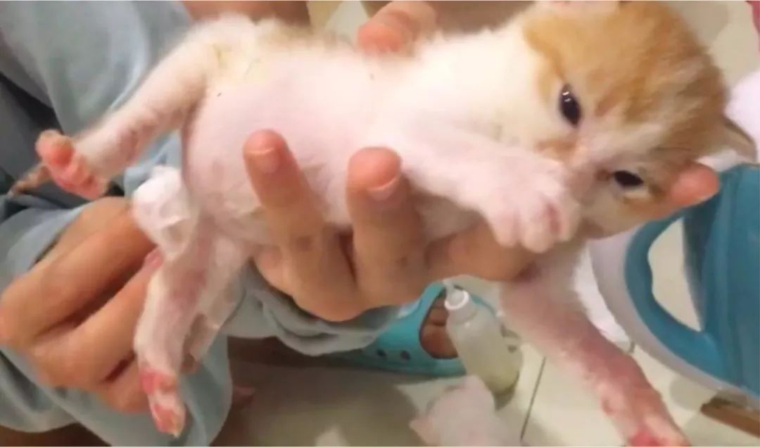 猫咪随便大小便如何纠正,猫咪随便大小便怎么办