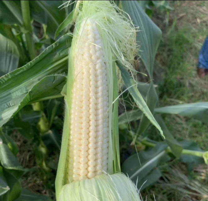 旅游中的回忆画,回忆生活照片的句子