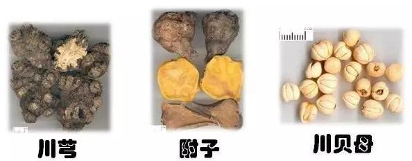 全国最好的药材种植,全国各地适合种植什么药材