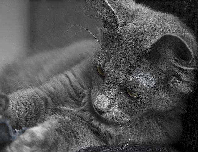 幼猫品种图鉴 (华达猫品种大全介绍)