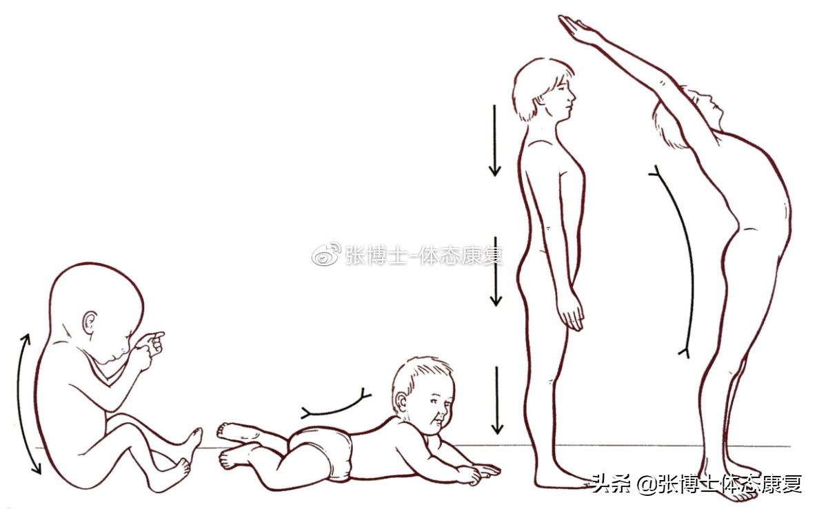 骨盆前倾造成的错位,单侧骨盆倾斜矫正方法