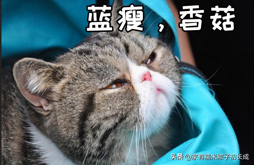 猫咪最怕吃什么东西,猫咪饮食喂猫常见的六种错误