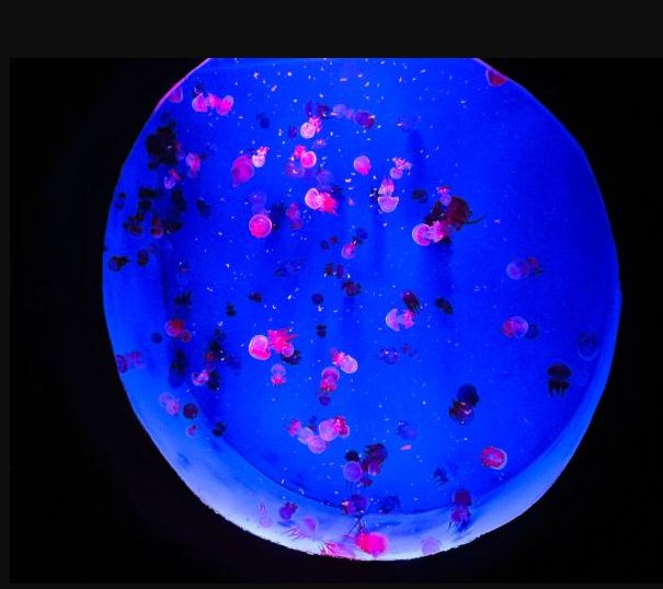 常州金鹰海洋世界门票,常州海洋金鹰海洋世界