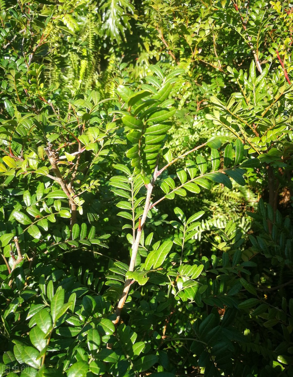 正宗香叶树,野生香叶树
