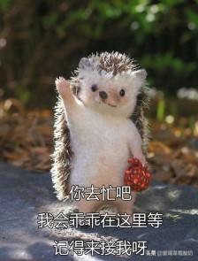 刺猬属于好动物还是坏动物,刺猬是个好东西