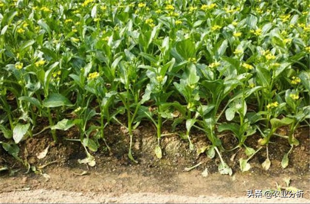 芥蓝怎么种植速度最快 (芥蓝种栽培品种选择)