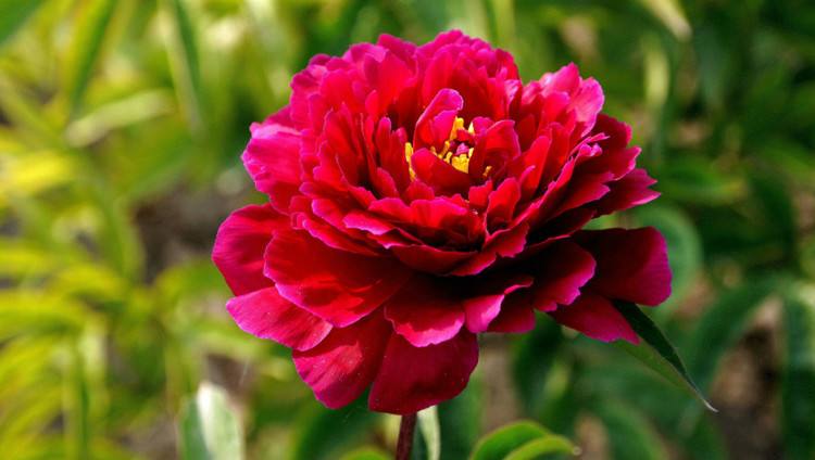 种植芍药花需要注意哪些事项,芍药花可观赏可入药