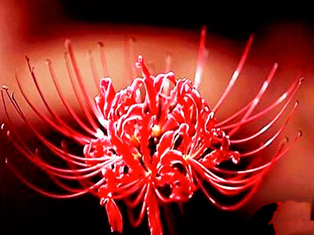 花开一千年落一千年花叶永不相见,彼岸花开从此花叶永不相见