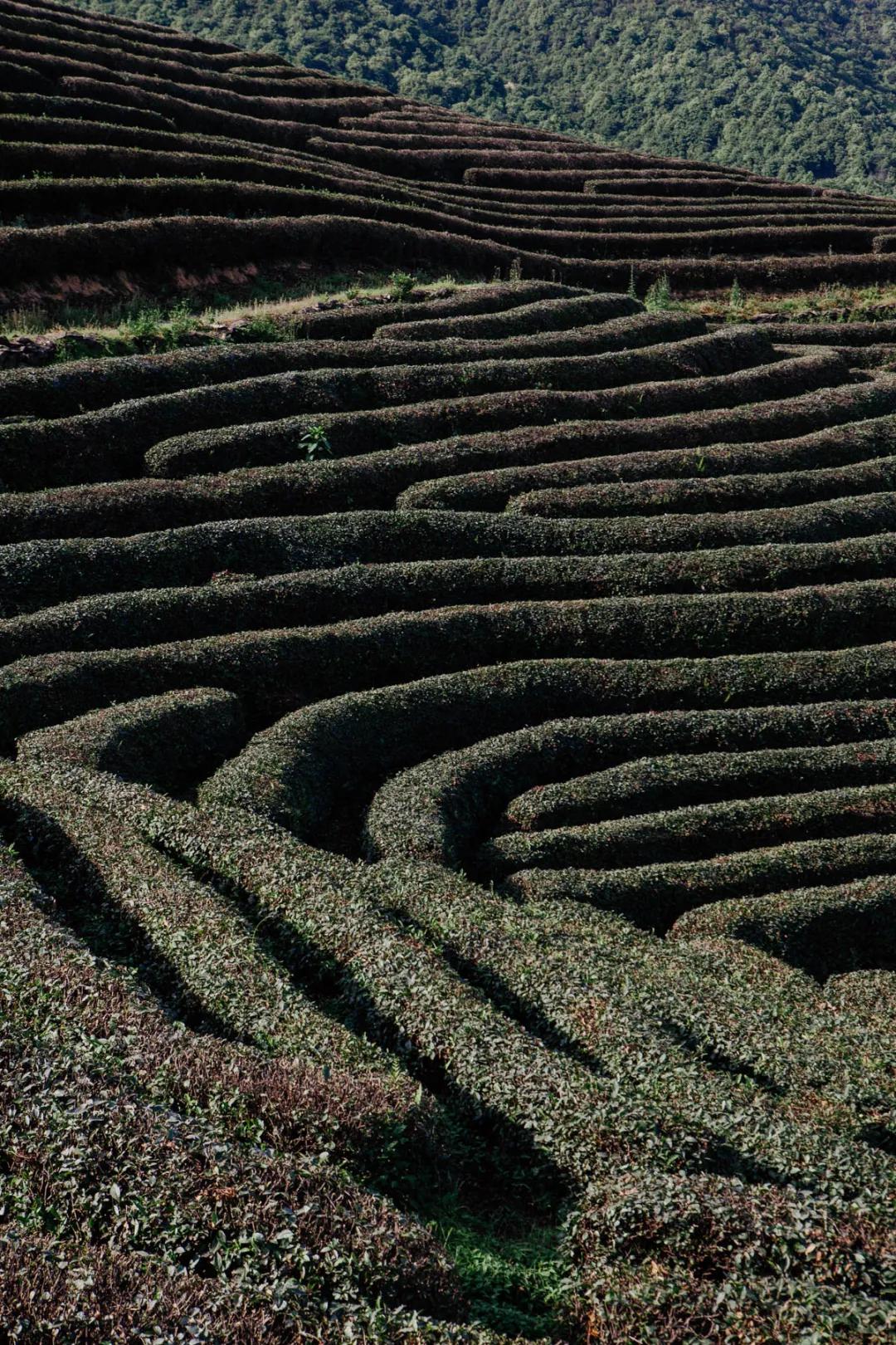 杭州百景｜龙坞，茶，太阳，酒，音乐