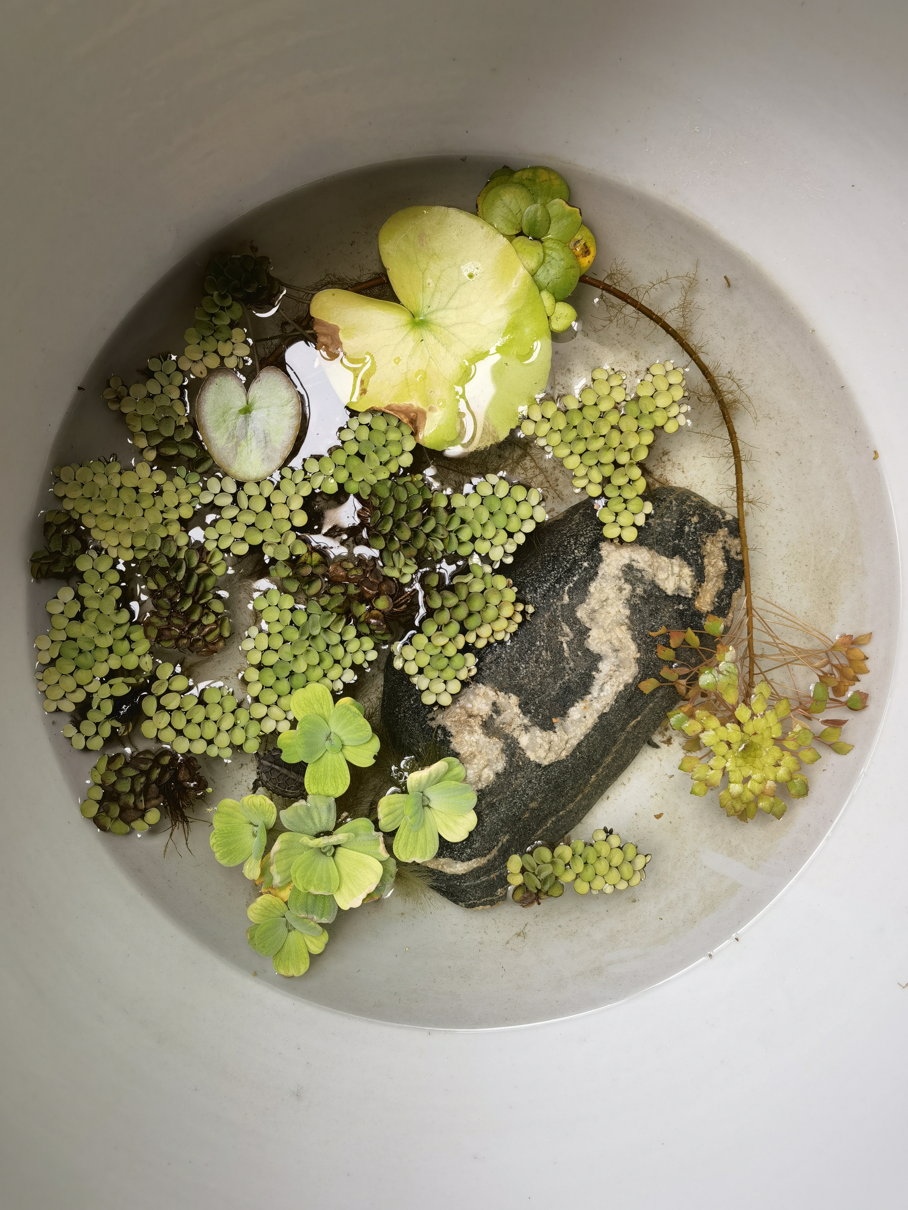 上海乌龟冬眠时间,乌龟冬眠的时间