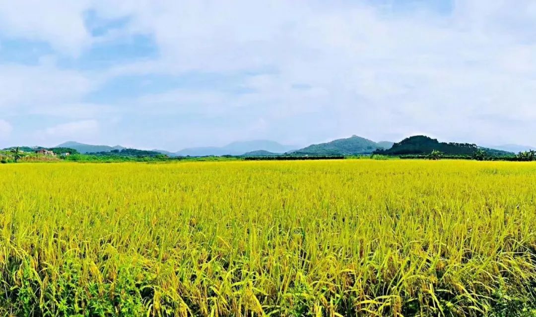 藏于稻田竹海中的增城轻奢民宿,广州增城中新镇三天两夜民宿推荐