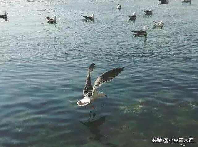 大连冬天都适合去哪玩,大连冬天有哪些能玩的地方