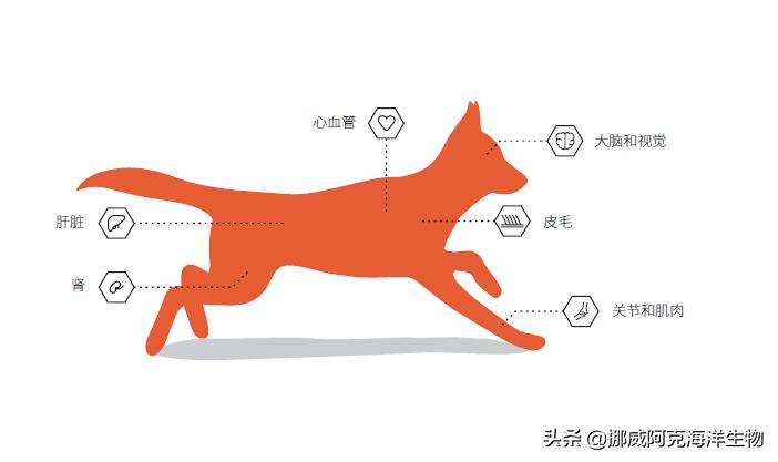 挪威阿克海洋生物旗下宠物食品原料QRILLPet获美国FDA批准