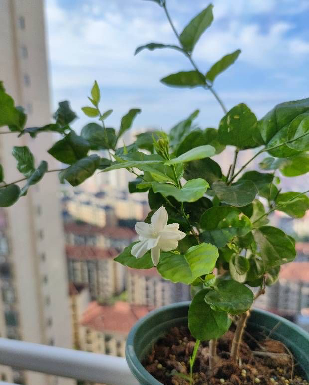 养好茉莉在茉莉花水里加什么,养好茉莉花土方法