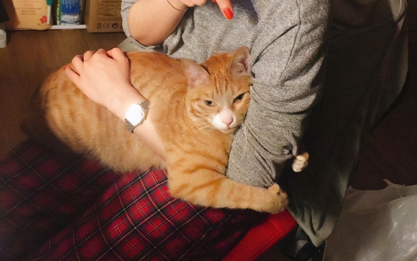 猫咪得了猫癣怎么治最有效,猫咪得了猫癣没有药怎么办