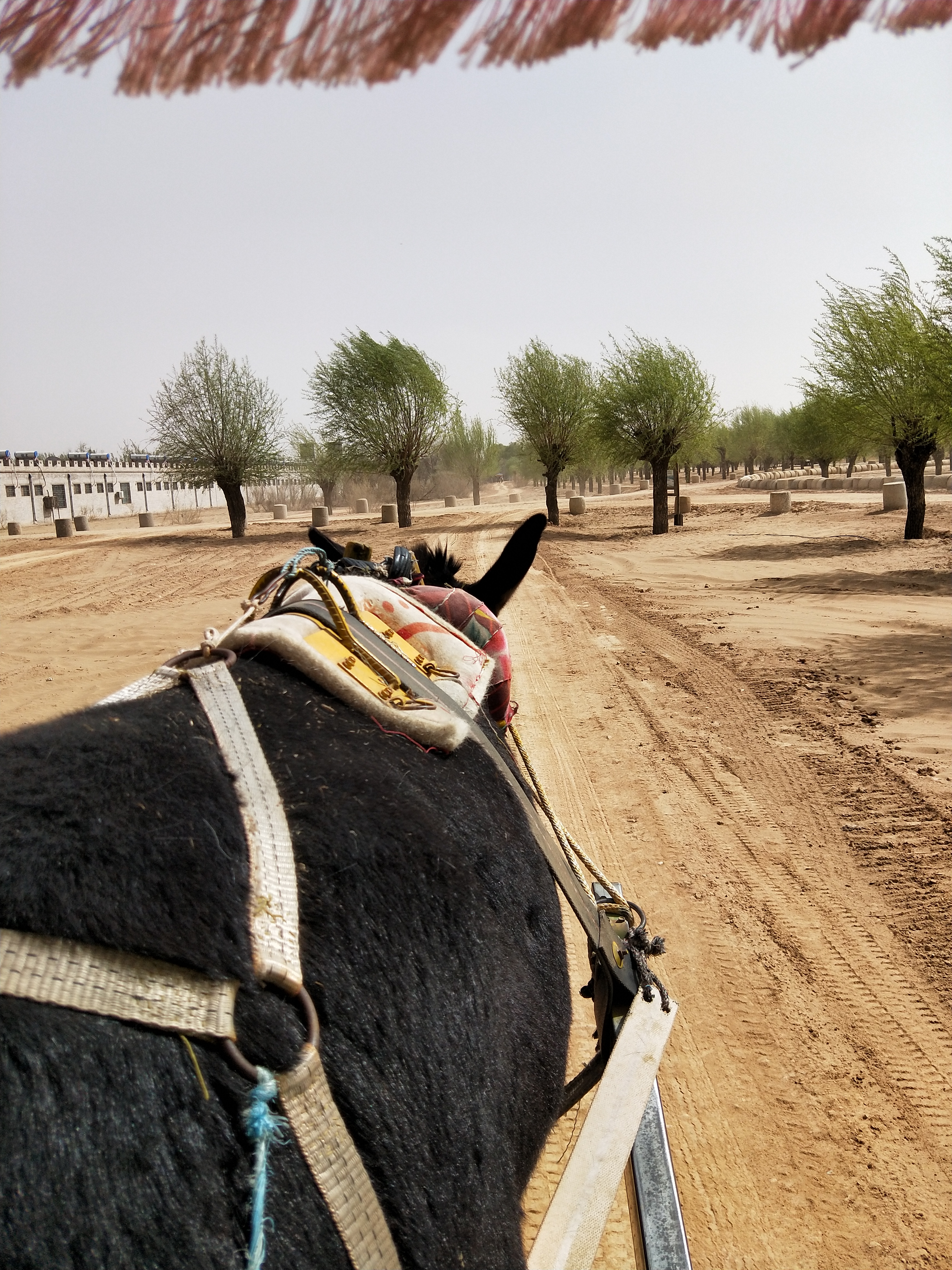 宁夏黄沙古渡游,银川好玩的地方推荐黄沙古渡