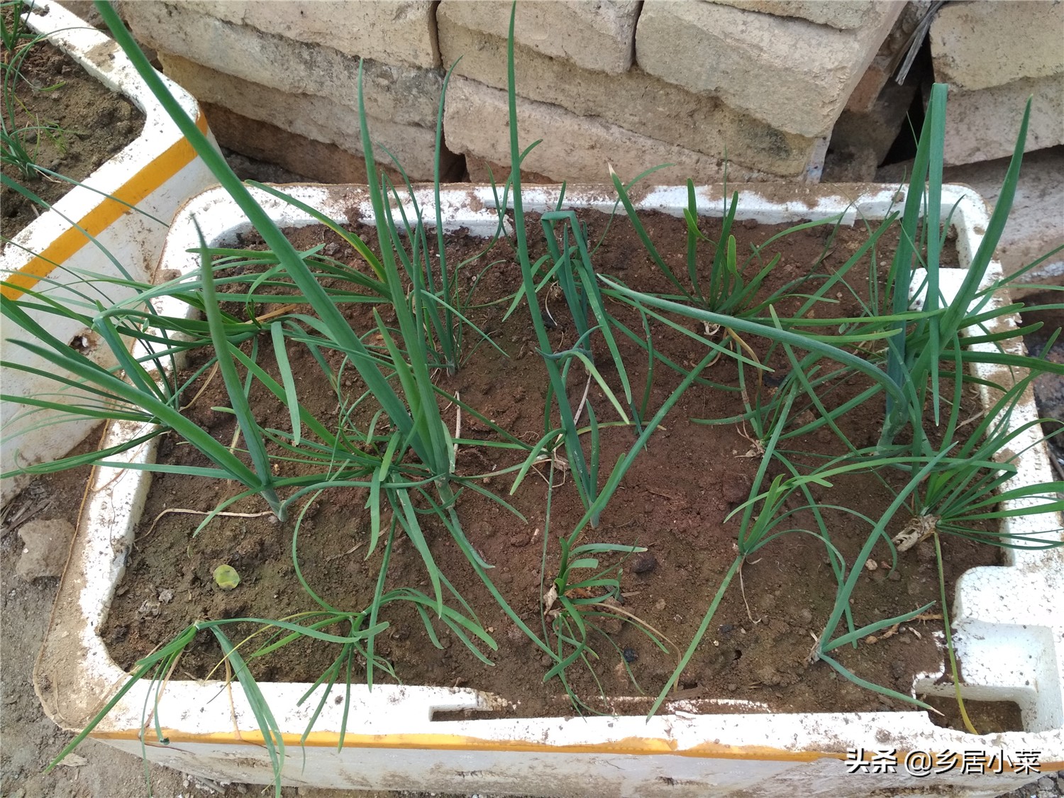 小香葱和葱苗的区别,小香葱幼苗多久才能长得粗壮