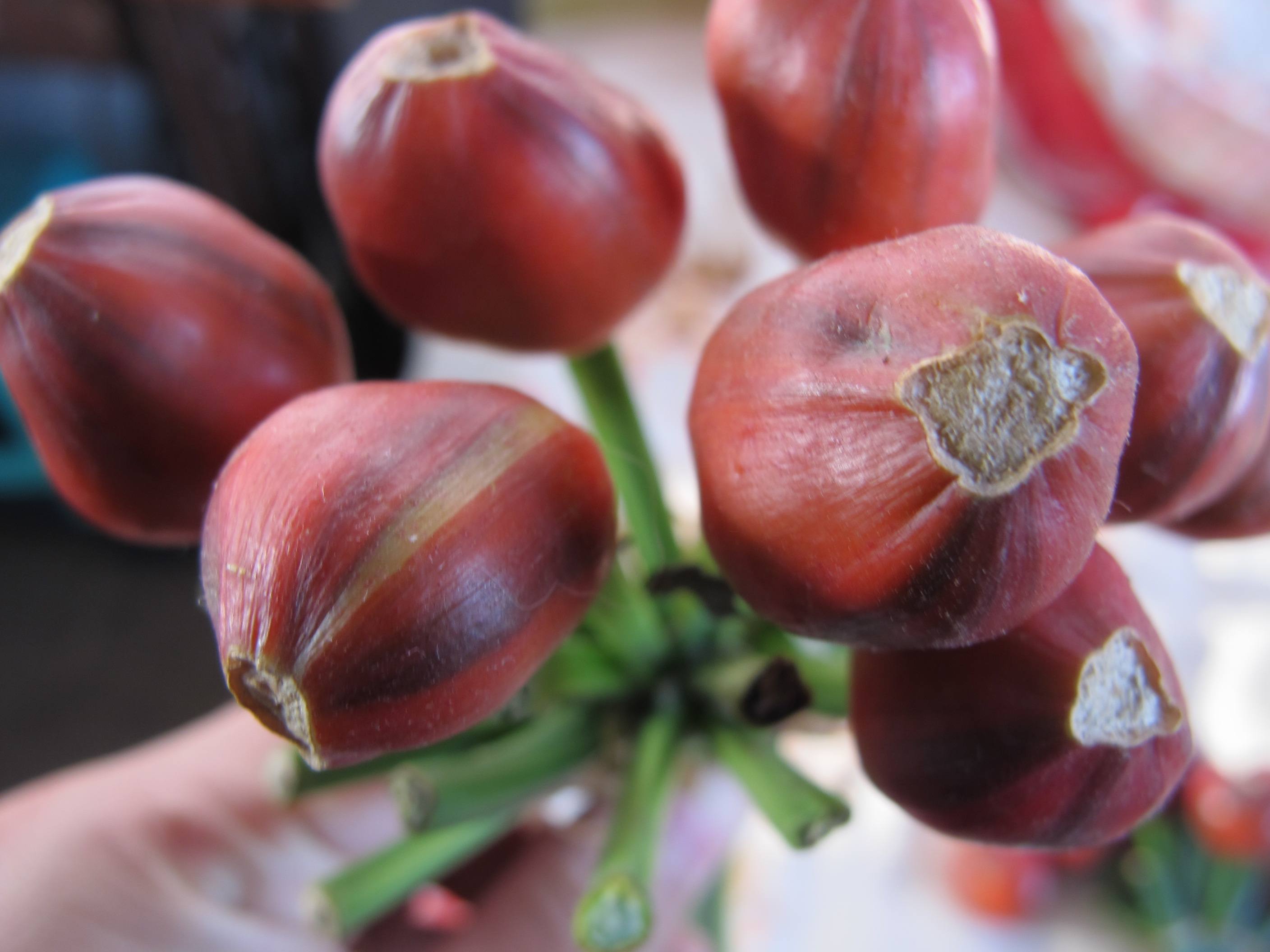 君子兰种子发小芽后怎么处理,君子兰长种子后怎么处理