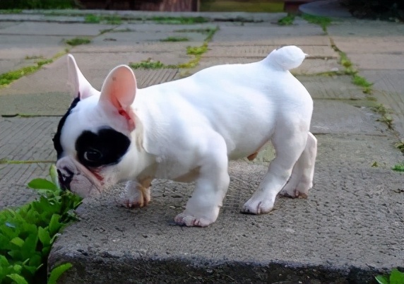 养法国斗牛犬，选“公犬”的五大原因，不会让你失望