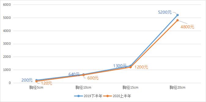 红豆杉树苗推荐,现在红豆杉行情
